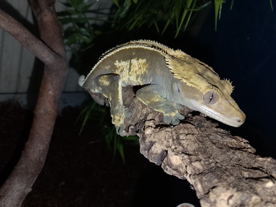 Gekon orzęsiony samce