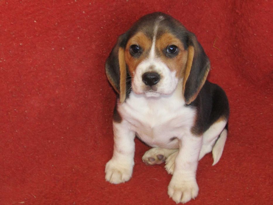 Fêmea Beagle Tricolor, Raça Pura, LOP/Pedigree/Afixo, Porte Pequeno.