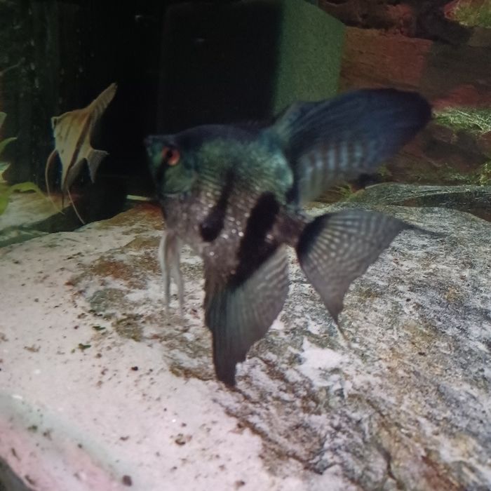 Rzadko spotykany skalar Pinoy.