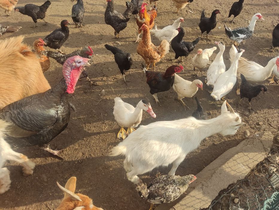 Cabras anãs adultas