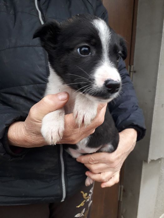 Віддаю в добрі руки