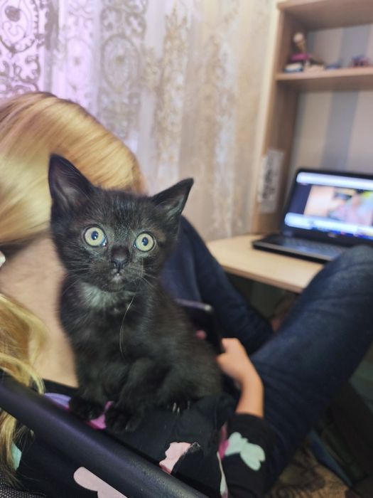Шотландско британський котенок.Осталась девочка прямоушка