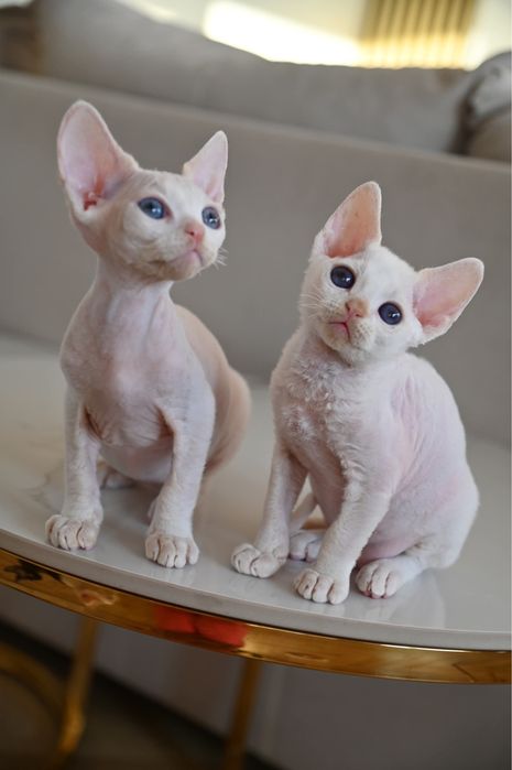 Kocurek Pixel Devon Rex