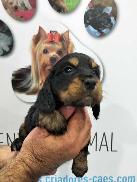 Cachorro Cocker Spaniel Inglês com LOP