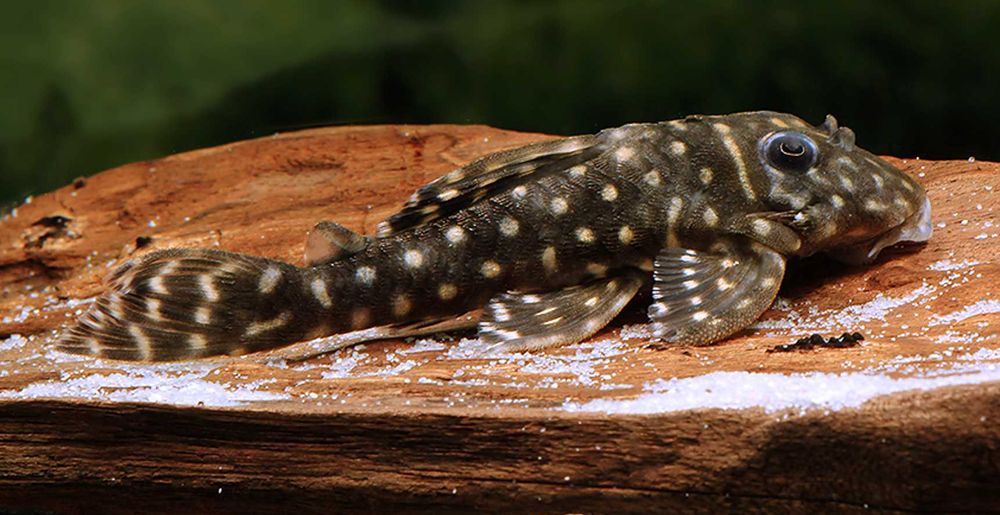 Glonojad L129 - Hypancistrus debilittera - ODŁÓW - WF - dowóz, wysyłka