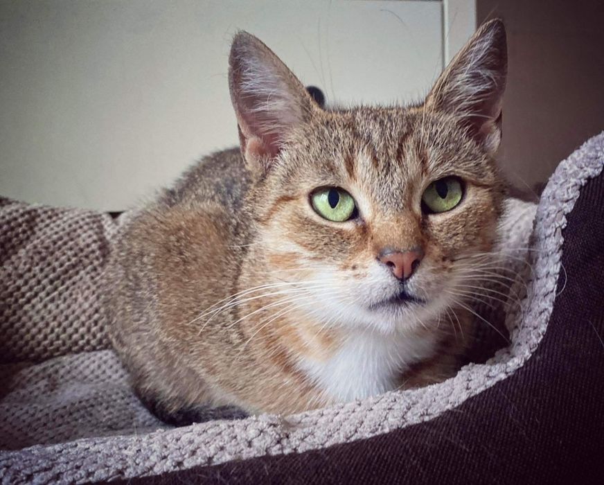 Adopcja kota z schroniska w Miedarach