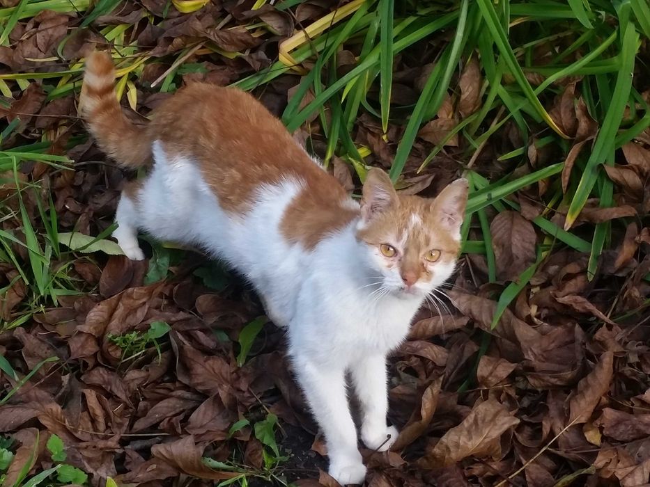 Kocurek Rudyk szuka kochającego  domu!