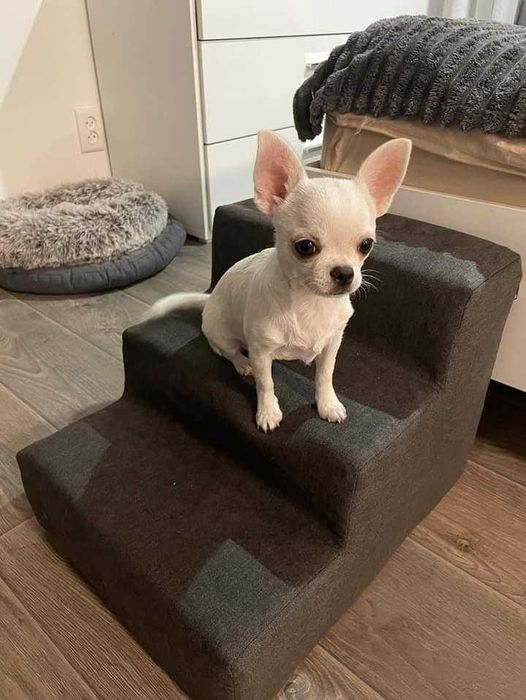 Сходинки для собак / котів