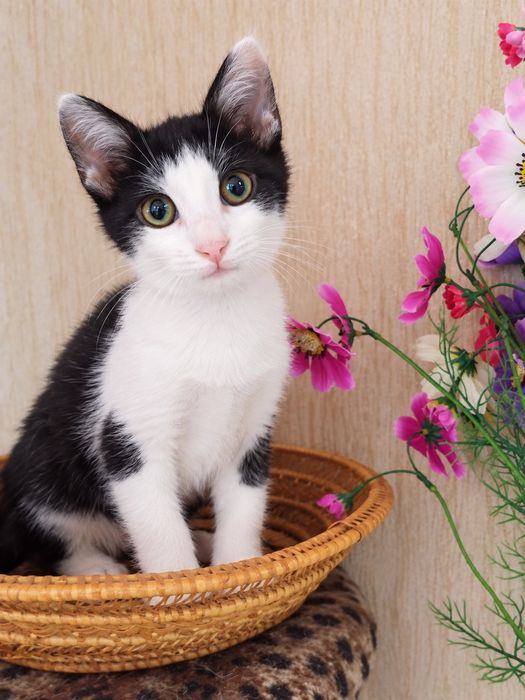 Кошеня хлопчик чорно-білий ( кіт, котеня, котик)
