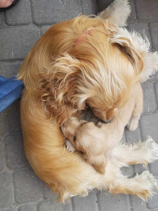 Вязка Кокер спаніель