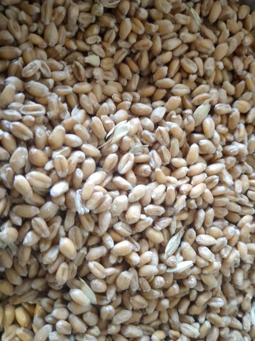 Продам пшениця 8 грн за кг