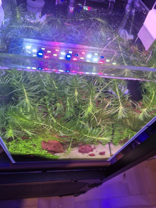 Akwarium Krewetkarium 10l z życiem 20x20x25cm optiwhite komplet