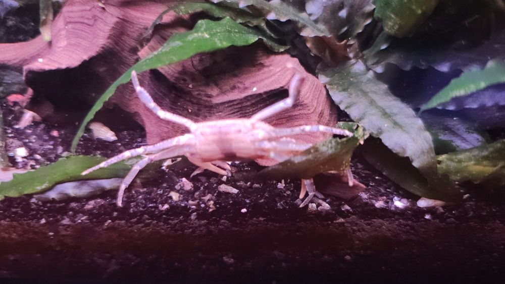 Krab Mekhong Thelphusa