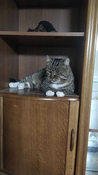 Пропал кот, переулок Высокий, окрас табби(тигровый) с белыми носочками