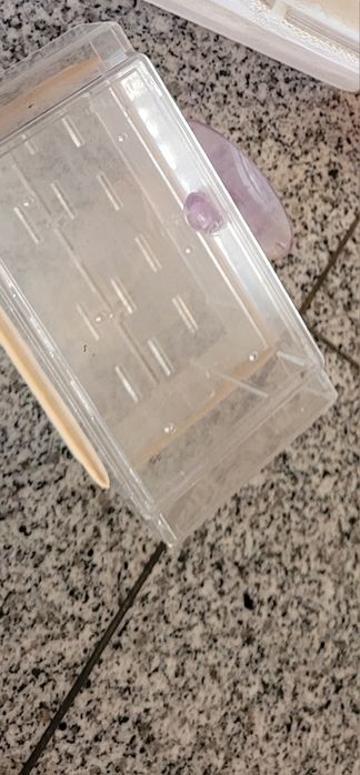 Maternidade para aquário