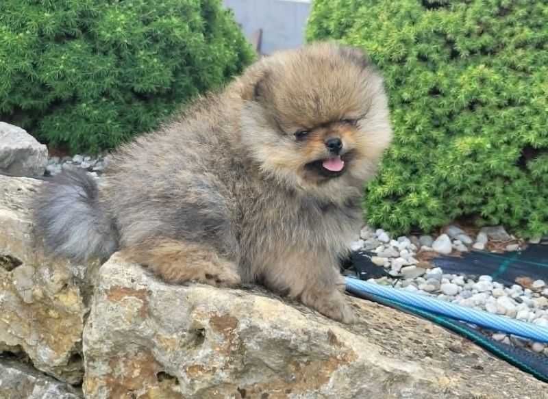 Szpic miniaturowy pomeranian piesek FCI
