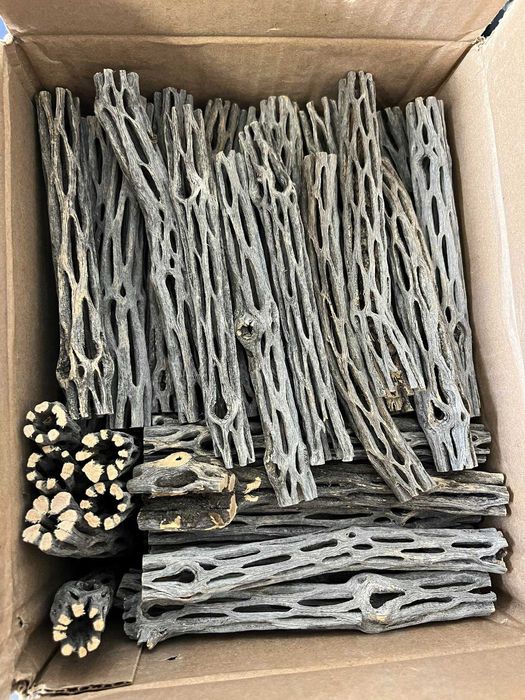 Botânicos para aquário