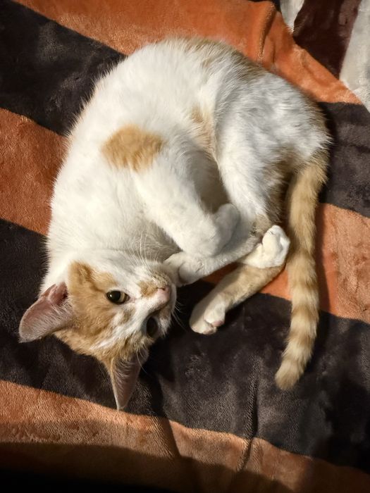 Znaleziona/ Do oddania kicia