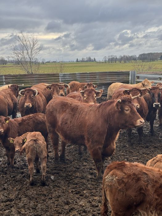 Sprzedam jałówki wysokocielne Limousine