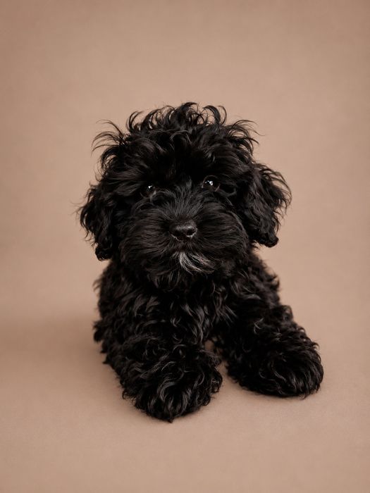 Shih Tzu Pudel Toy Hybryda
