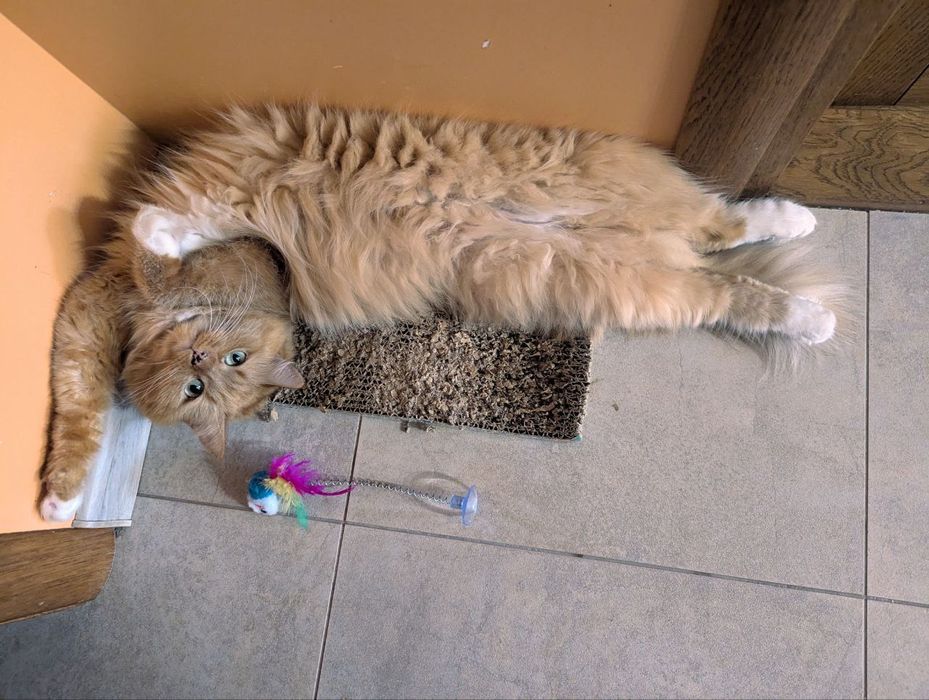 Перетримка домашніх улюбленців