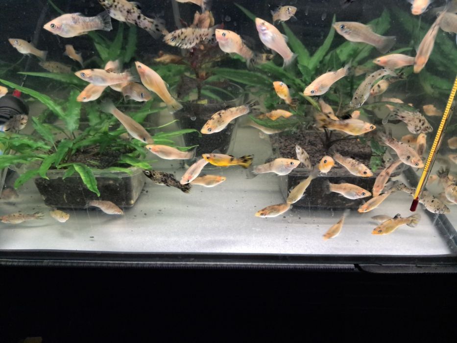 Sprzedam molinezje molinezja nakrapiana srebrna złota