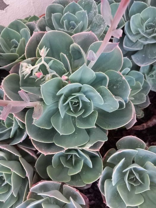 Lote de cinco rosetas grandes de suculenta