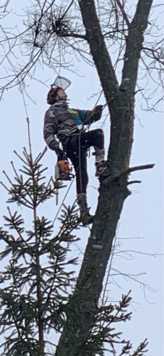 Обрізка та чистка дерев