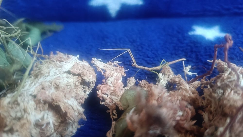 Oddam pilnie małe patyczaki nie wysyłam