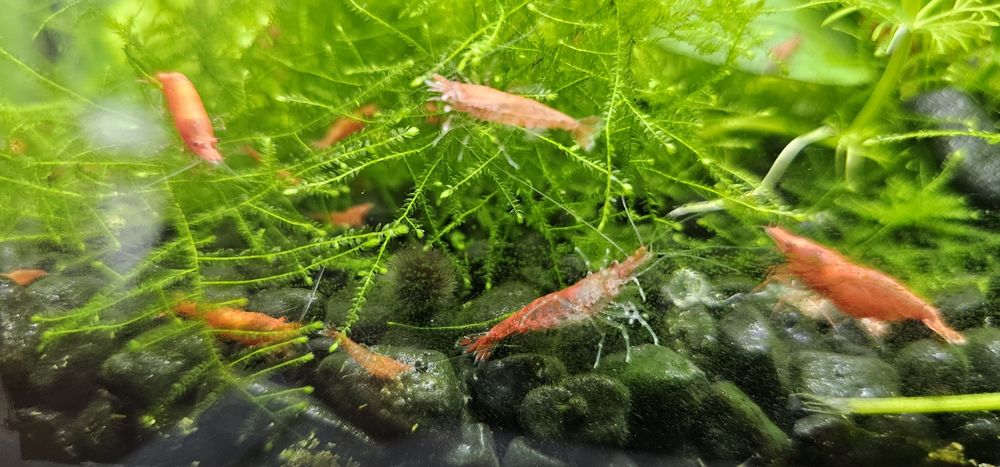 Krewetki red cherry- gratisy