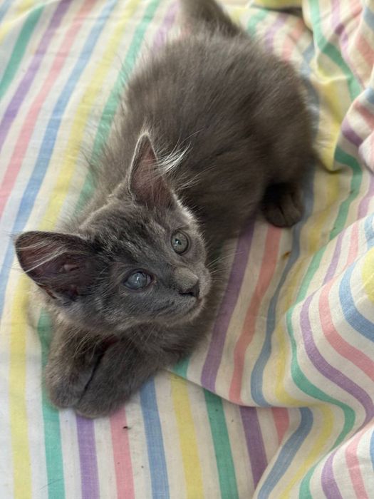 Кошеня маленька киця 3 міс