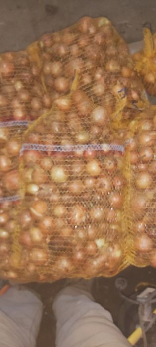 Cebula gruba i drobna