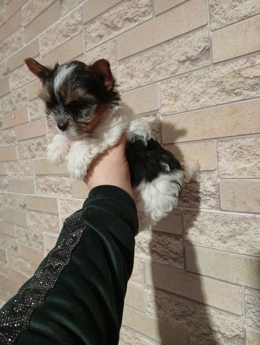 Бивер Йорк мальчики и девочка