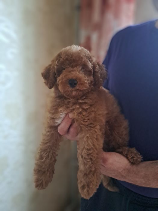Пудель мальчик 4 мес