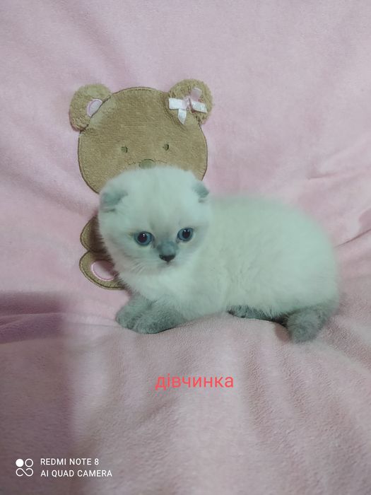 Шотландські висловухі кошенята блю поінт