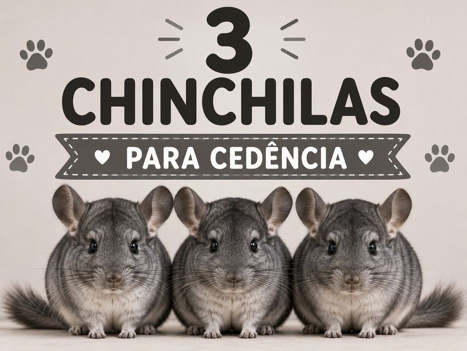Chinchilas para venda