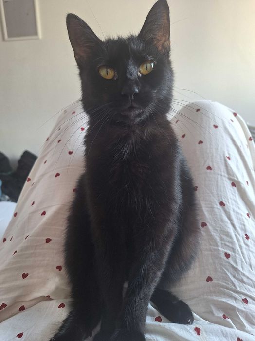 Szukamy domów tymczasowych dla kotków.