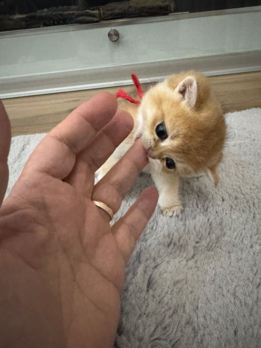 Gatinha British Shorthair Golden