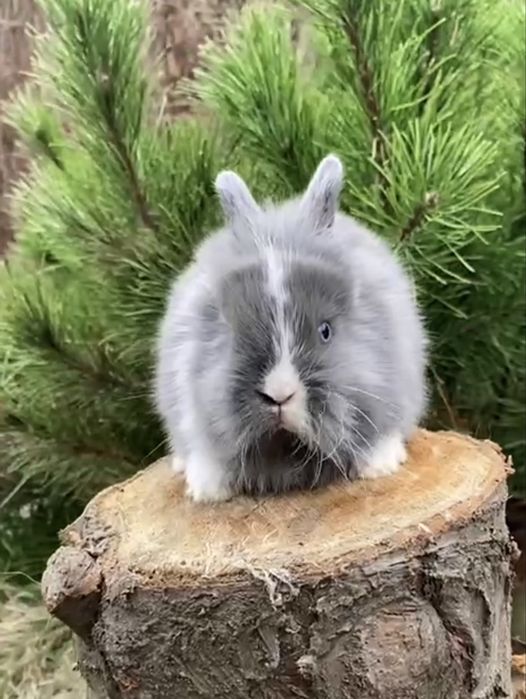 MINI DWARF сатин, девочка Мини дварф!!