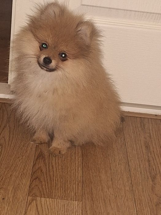 Мальчик померанского шпица