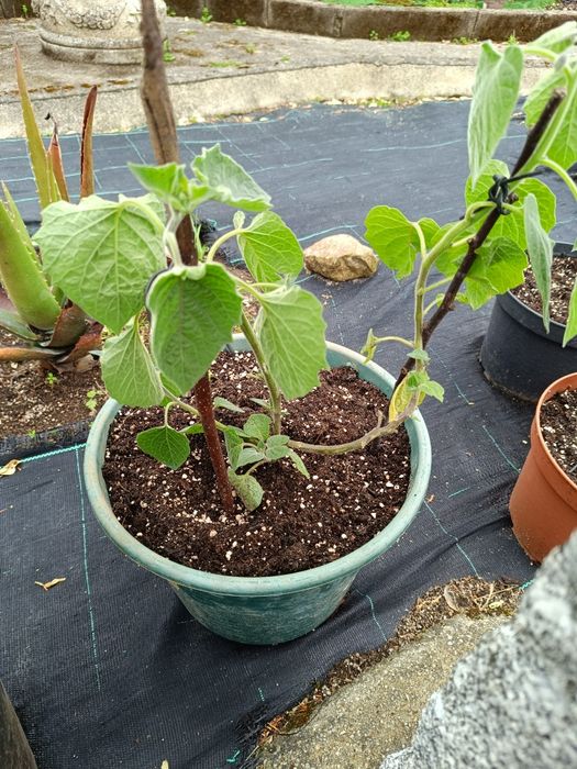 Phisalis disponíveis