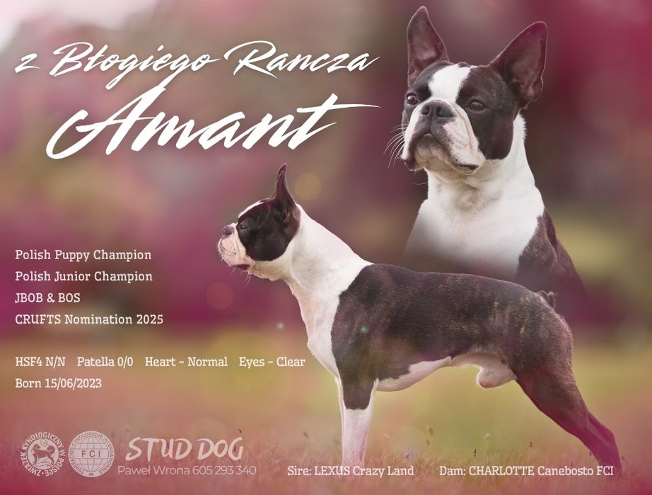 Boston Terrier Reproduktor FCI
