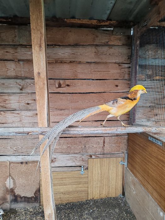 Продам фазанів мисливських