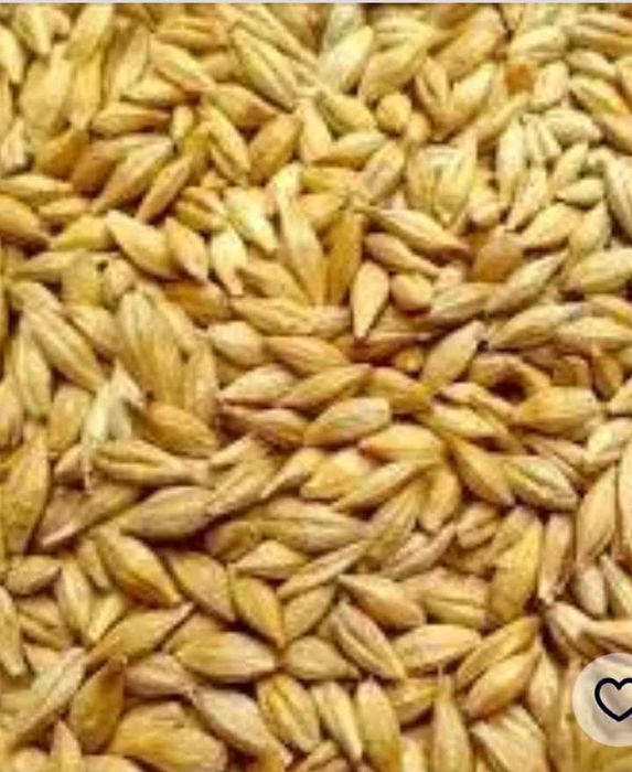 Продам ячмінь озимий та ярий