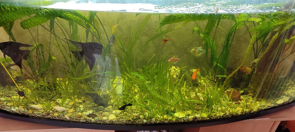 Акваріум 185л з рибками