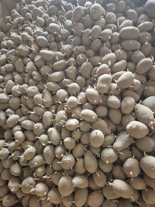 Średniej wielkości ziemniaki 35-55 Soraja, QueenAnna