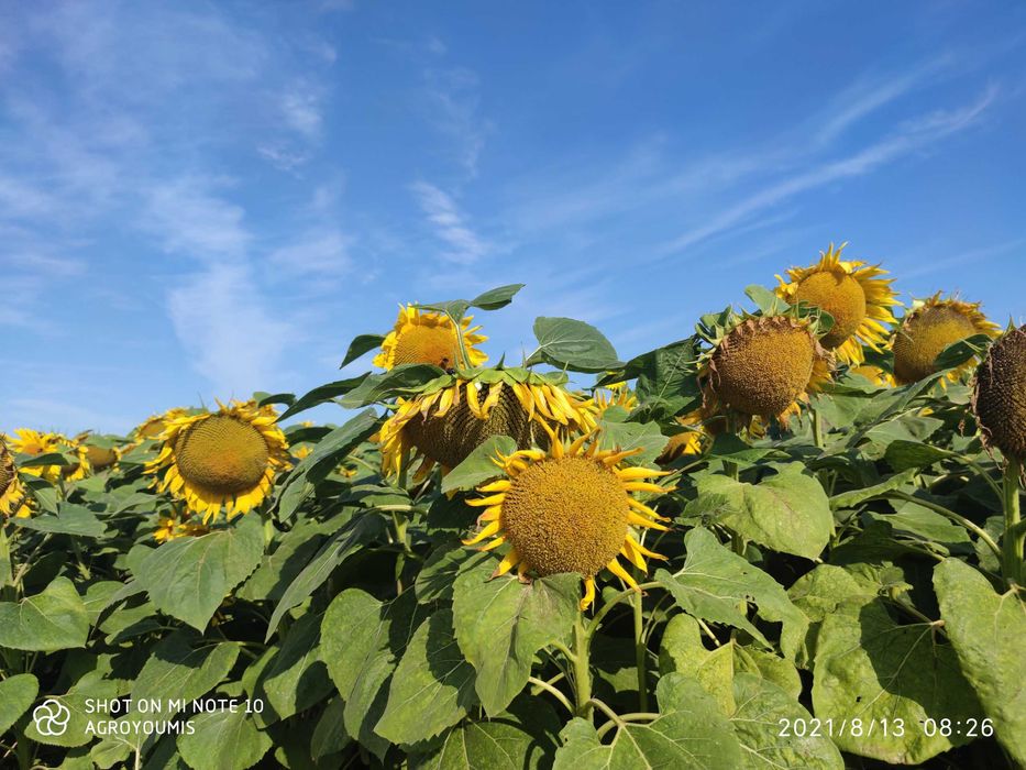 Słonecznik oleisty nasiona słonecznika NSH 8002