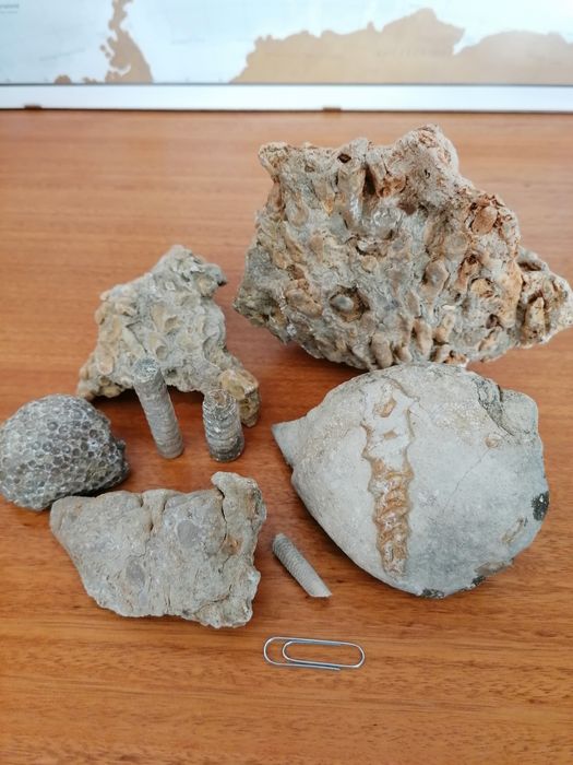 Venda de conjunto de 8 fósseis marinhos