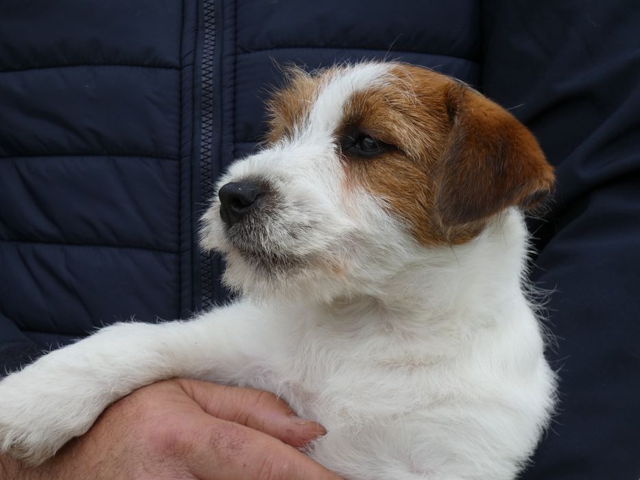 Jack Russell Terrier c/ Pedigree