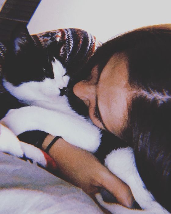 Pet sitting para gatos - Seixal